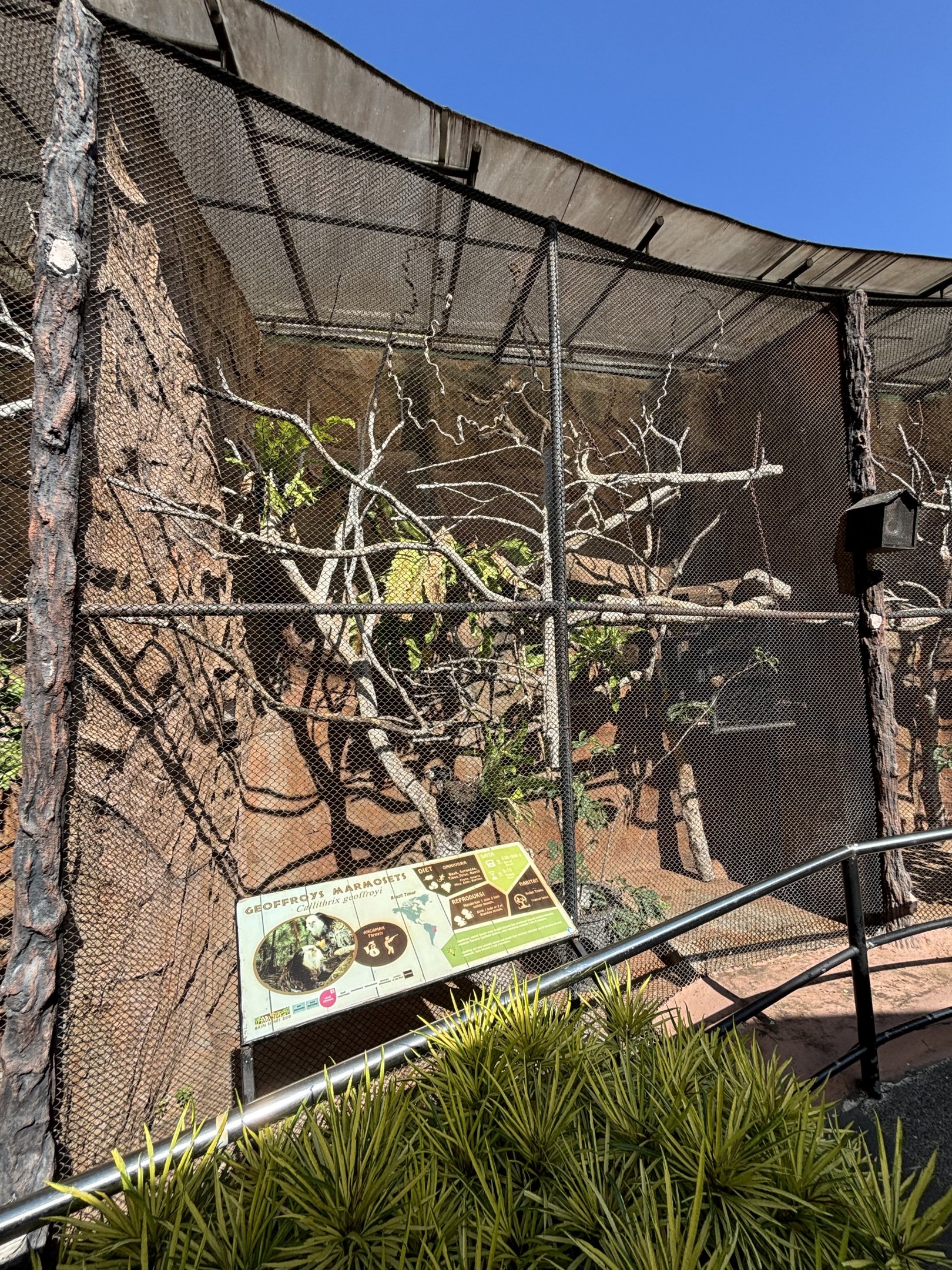 Geoffroy’s Marmoset Exhibit #1