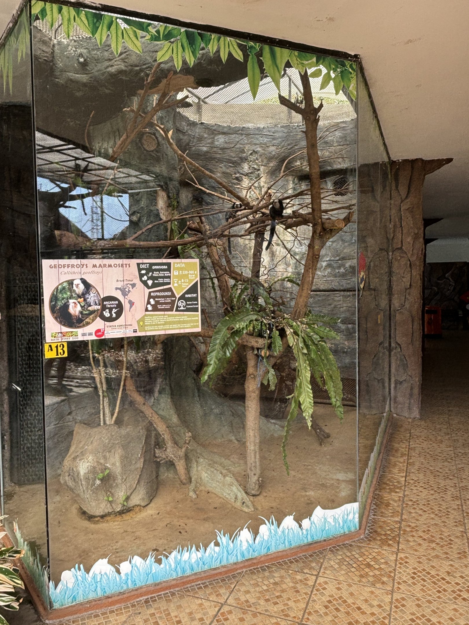 Geoffroy’s Marmoset Exhibit #2