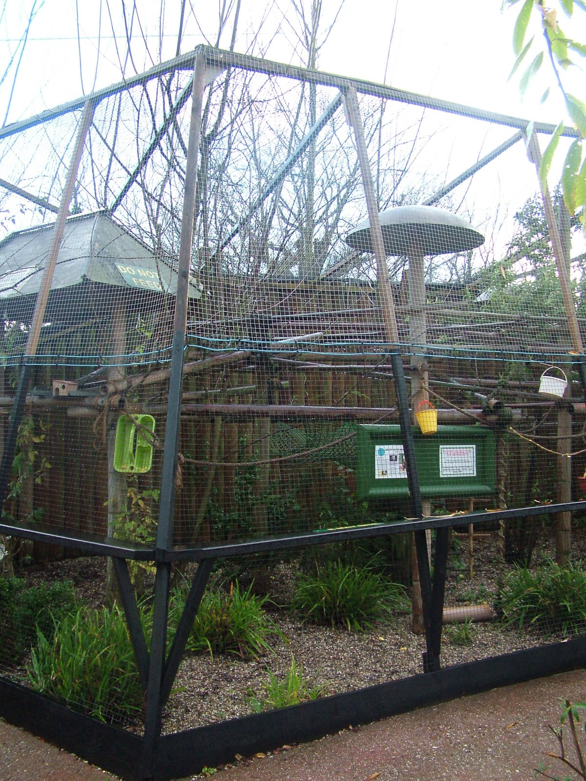 Geoffroy's Marmoset exhibit at Tropical Wings 29/11/09