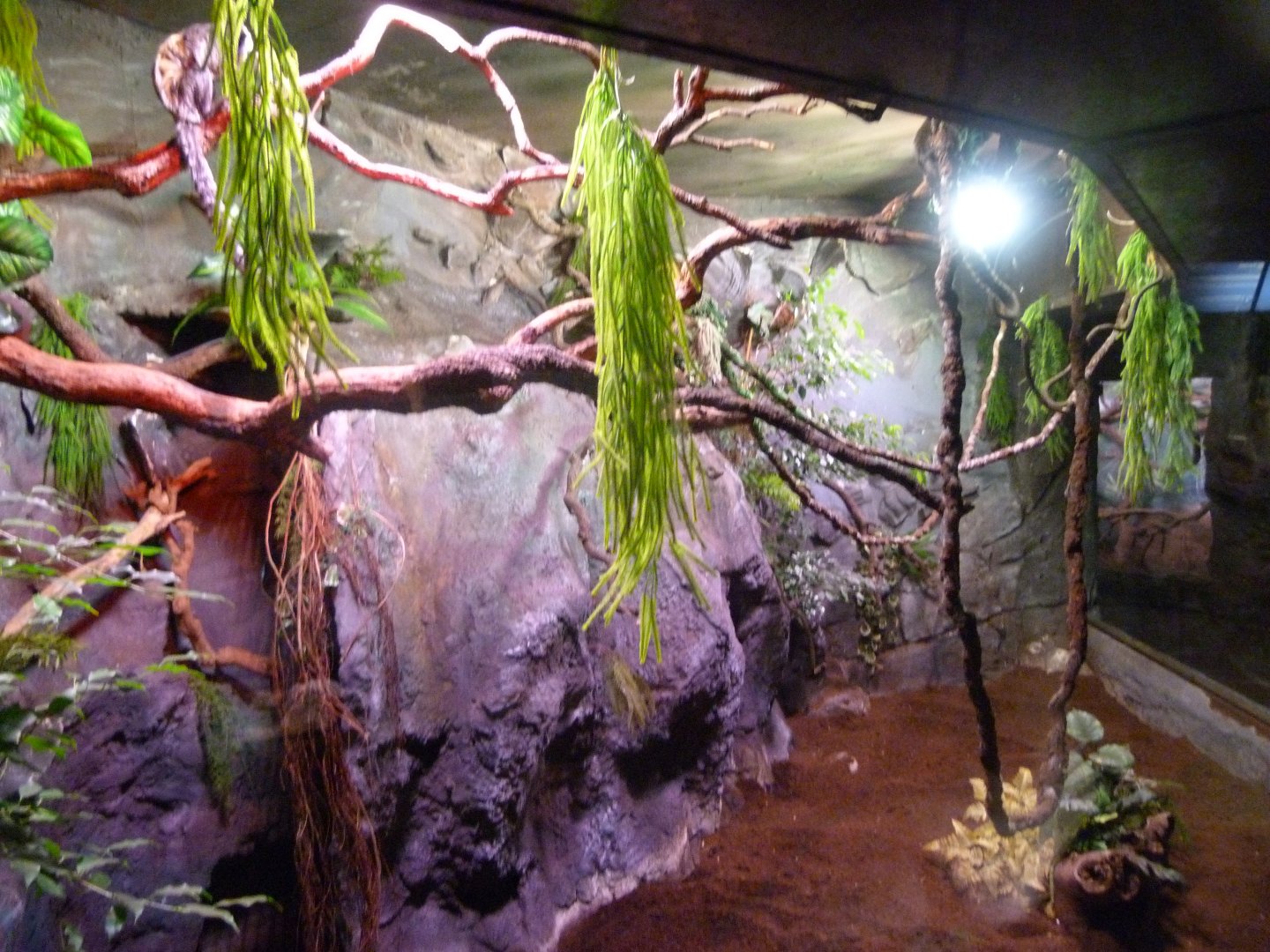 Geoffroy's marmoset exhibit -Faunia (2025)