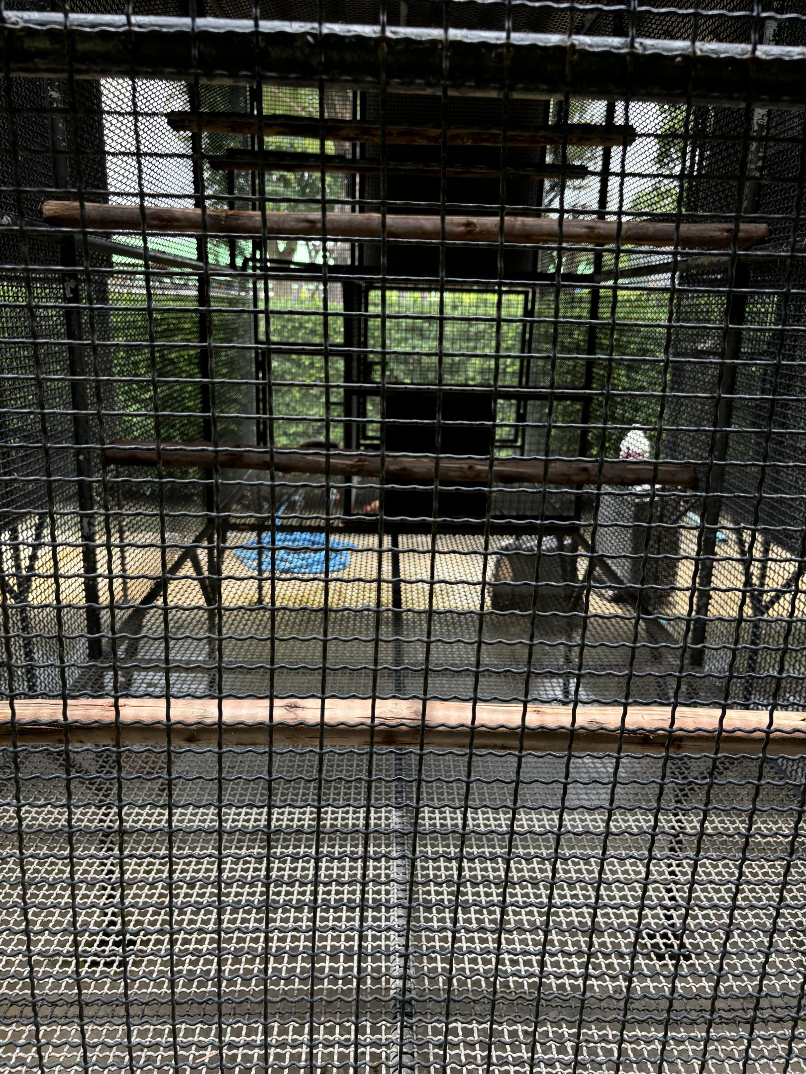 Geoffroy’s Marmoset Exhibit - Lion Park