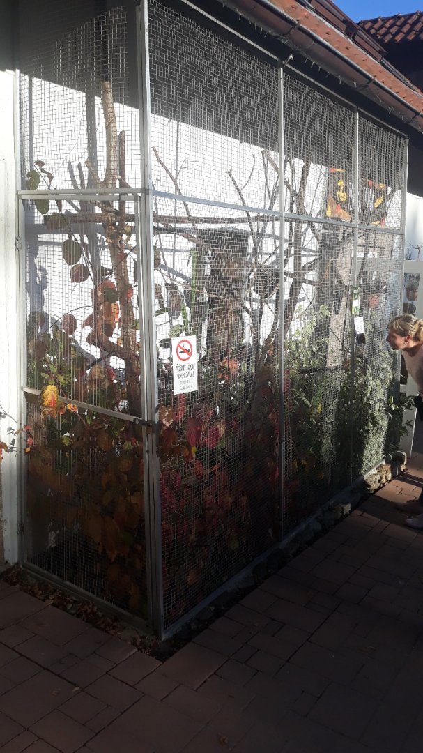 Geoffroy's marmoset exhibit