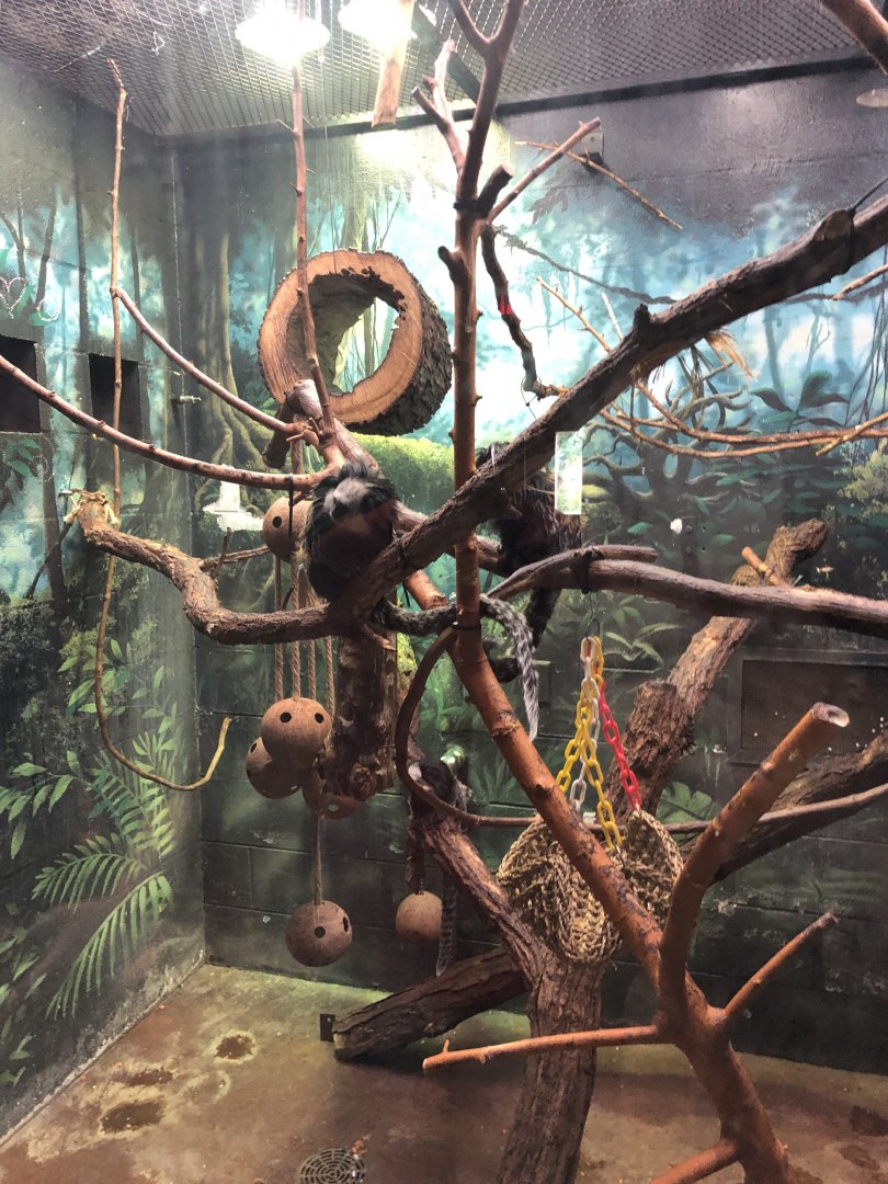 Geoffroy's Marmoset Exhibit