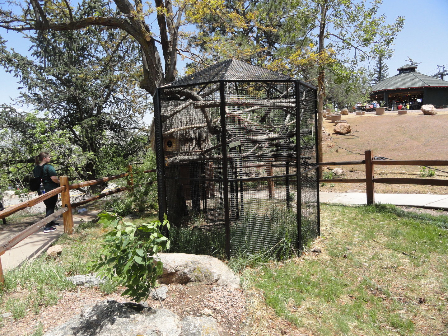 Geoffroy's Marmoset Exhibit