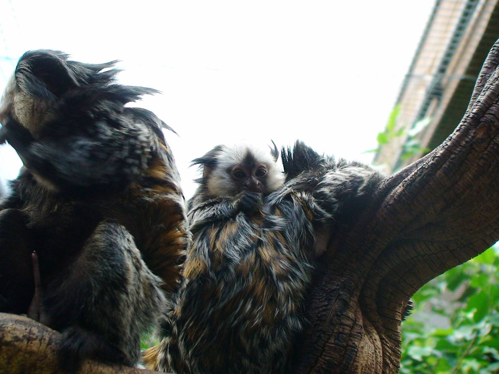 Geoffroy's marmoset family!