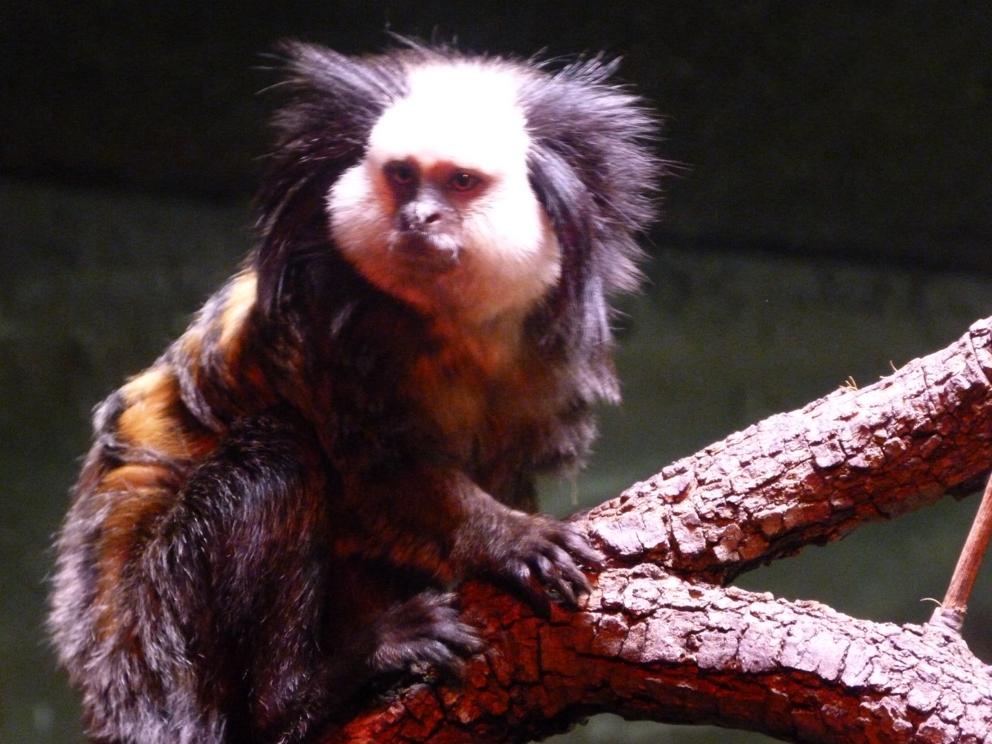 Geoffroy's marmoset -Faunia (2025)