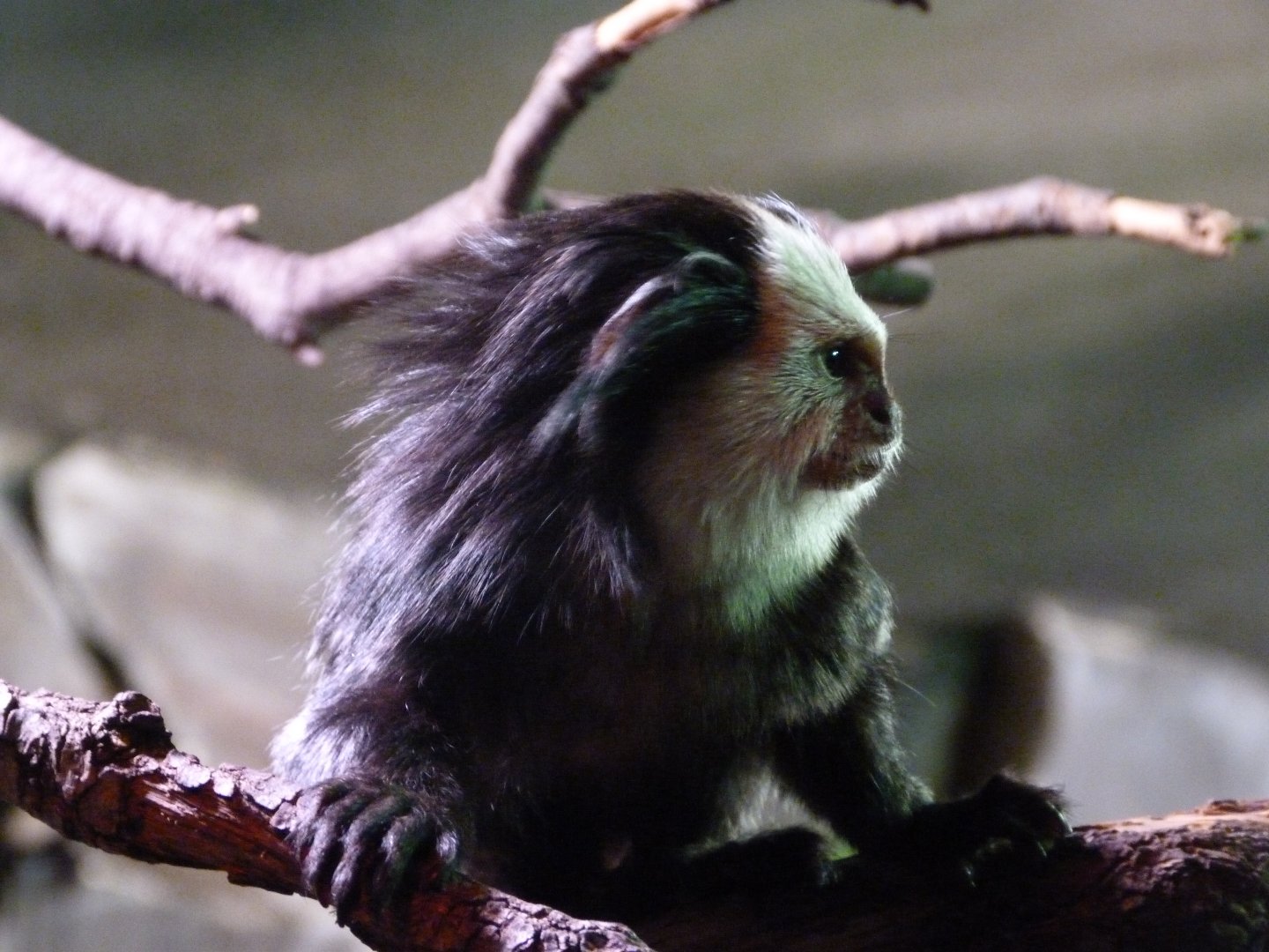 Geoffroy's marmoset -Faunia (2025)