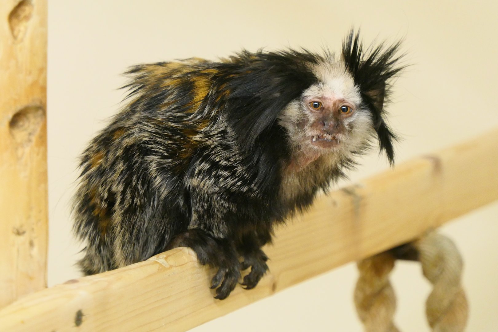 Geoffroy's Marmoset - Hamerton - 1/1/19