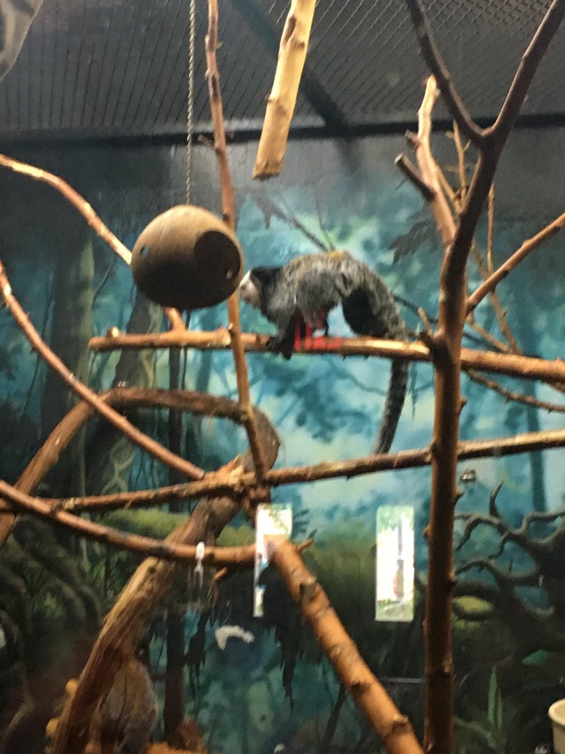 Geoffroy's Marmoset | Henry Vilas Zoo