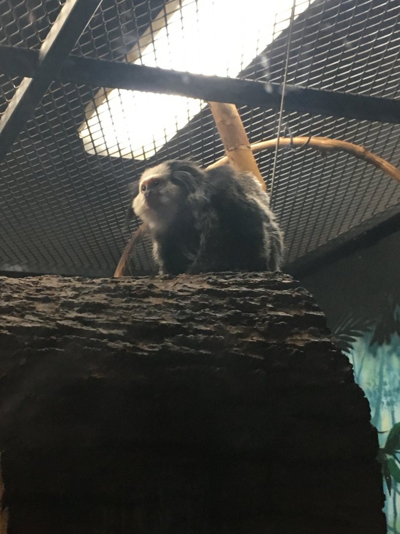 Geoffroy's Marmoset | Henry Vilas Zoo