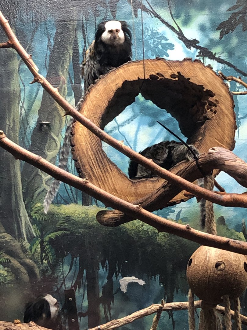 Geoffroy’s Marmoset | Henry Vilas Zoo