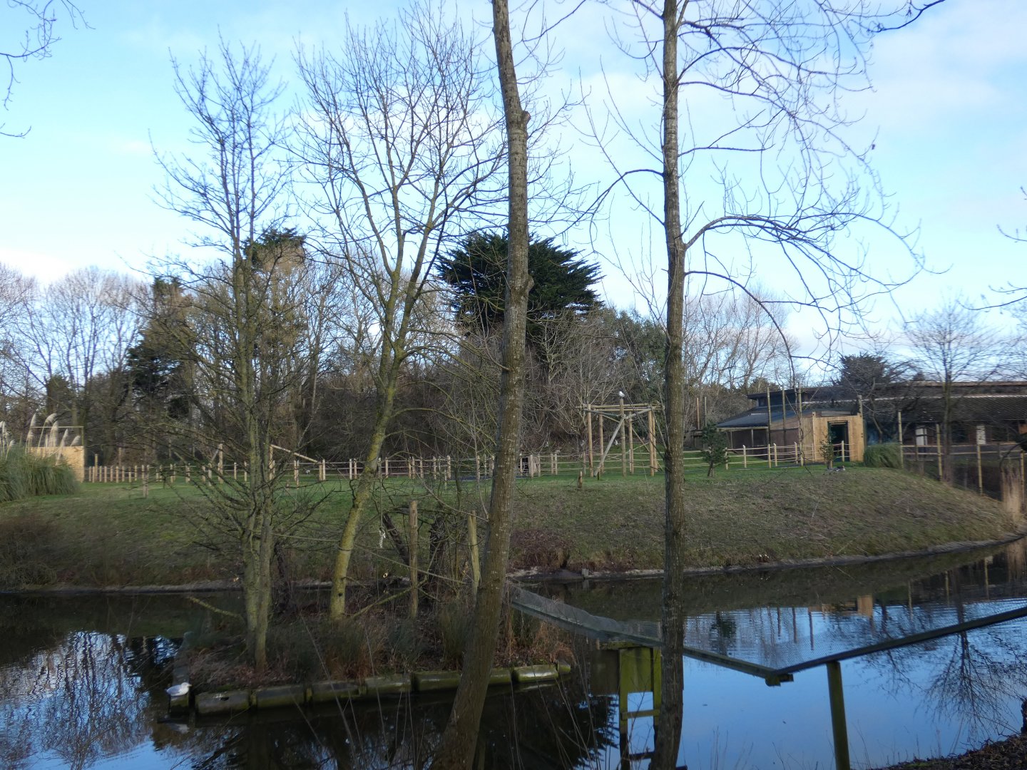 Geoffroy's marmoset island