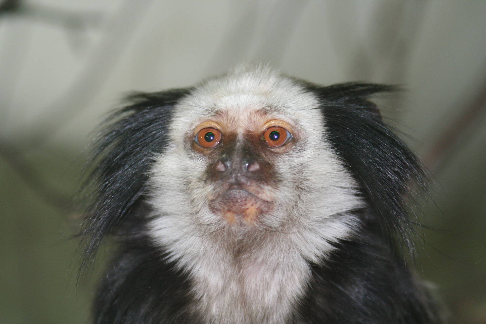 Geoffroy's Marmoset @ Lake District Wildlife Park; 31.05.2014