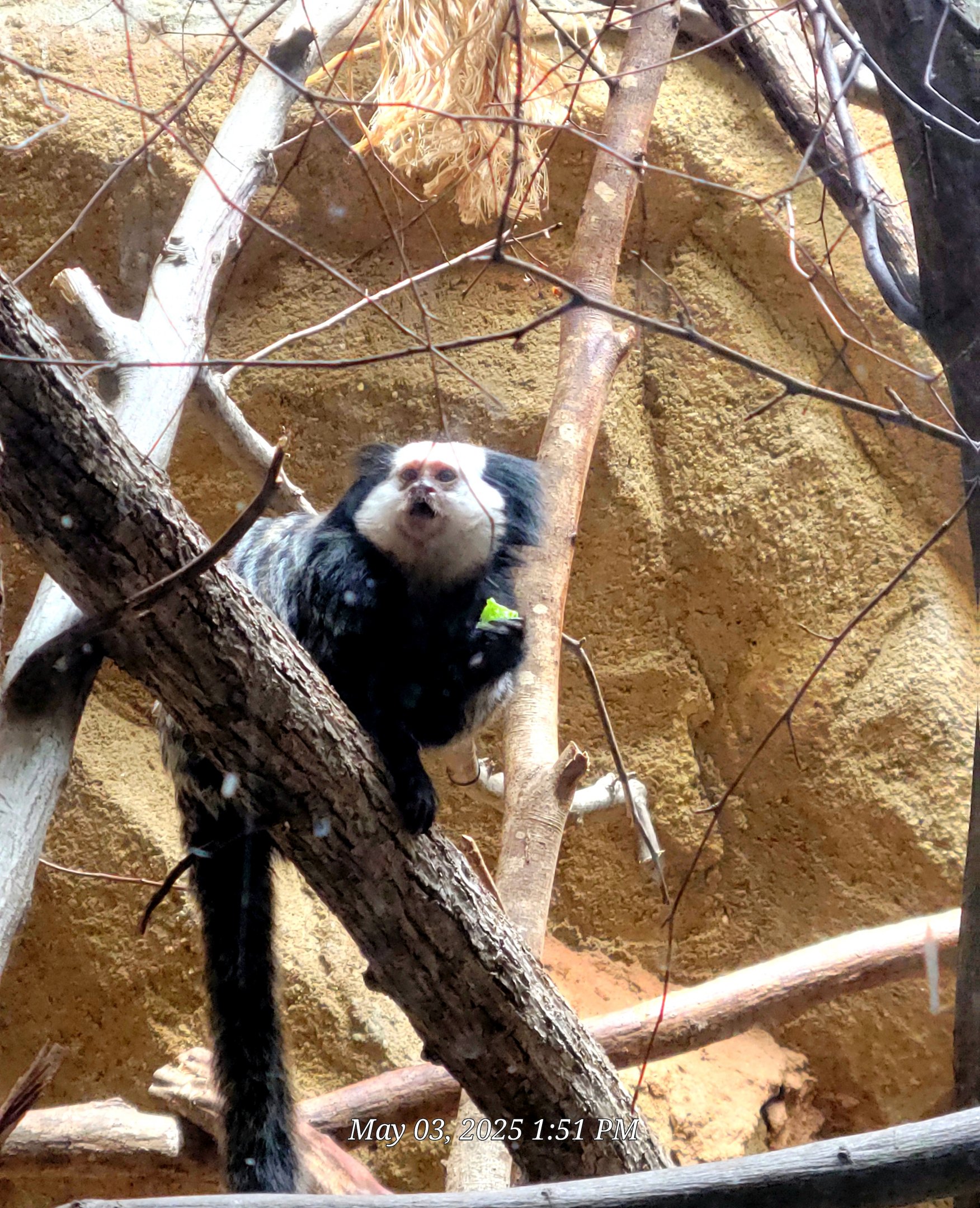 Geoffroy's Marmoset - Riverbanks Zoo