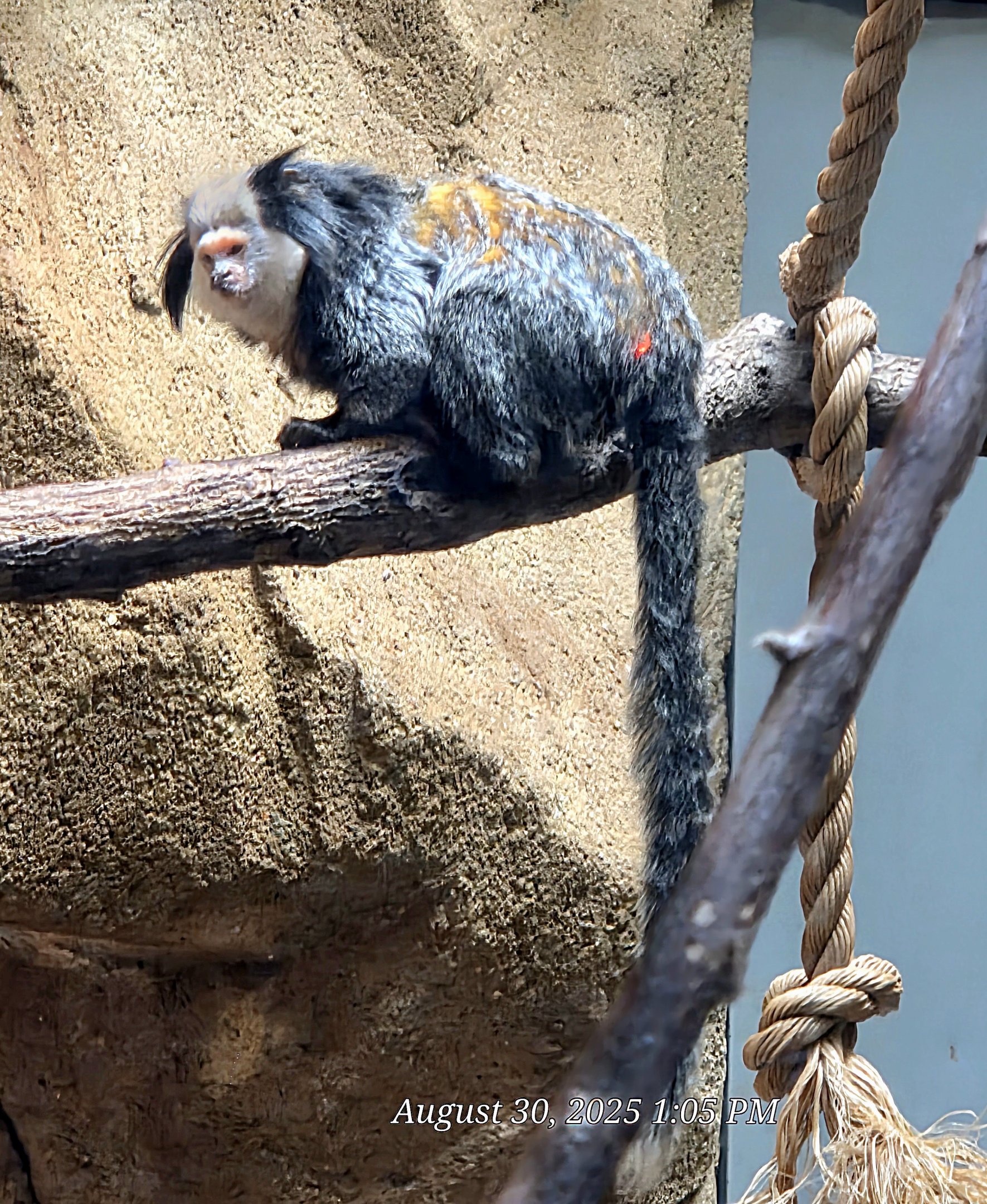 Geoffroy's Marmoset  - Riverbanks Zoo