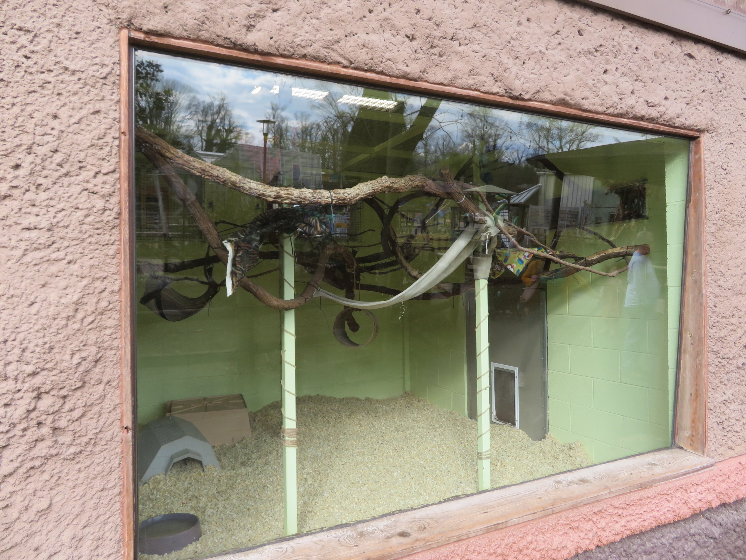 Geoffroy's Marmoset/Six-banded Armadillo Exhibit