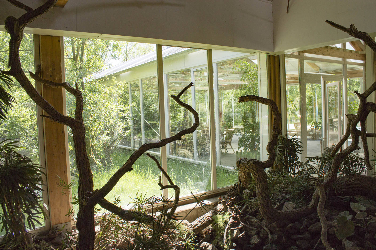 Geoffroy's marmoset walk-through (May 23th, 2015)