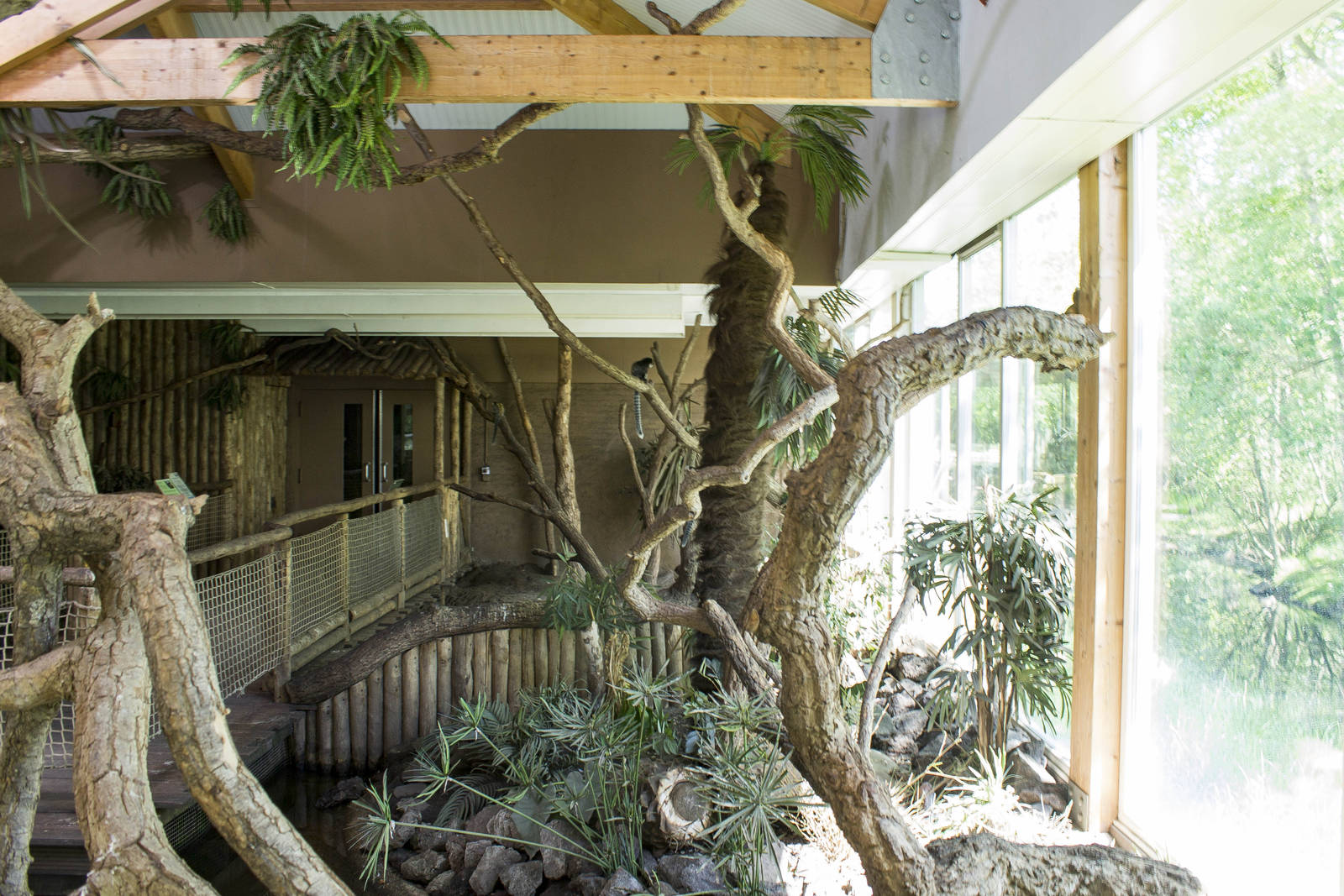 Geoffroy's marmoset walk-through (May 23th, 2015)