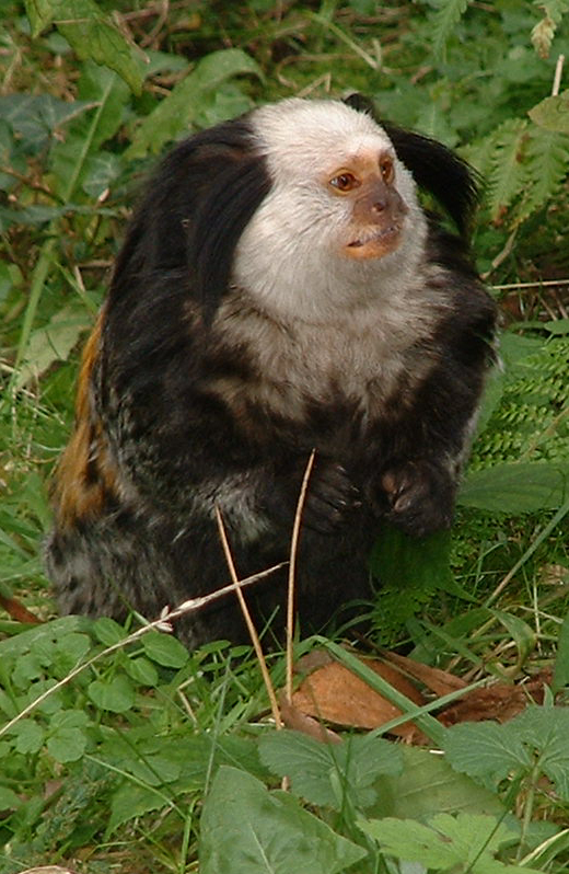 Geoffroys Marmoset  - Welsh Mountain Zoo 2005