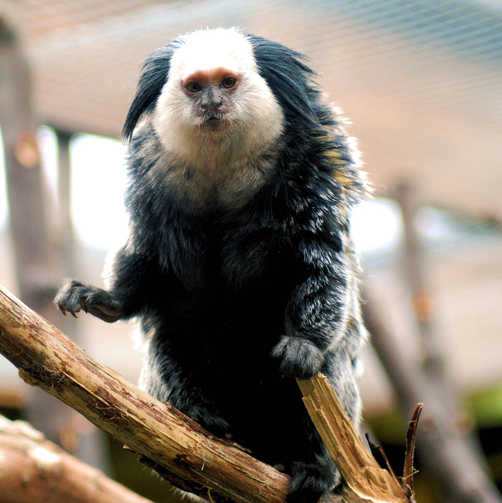 GEOFFROY'S MARMOSET