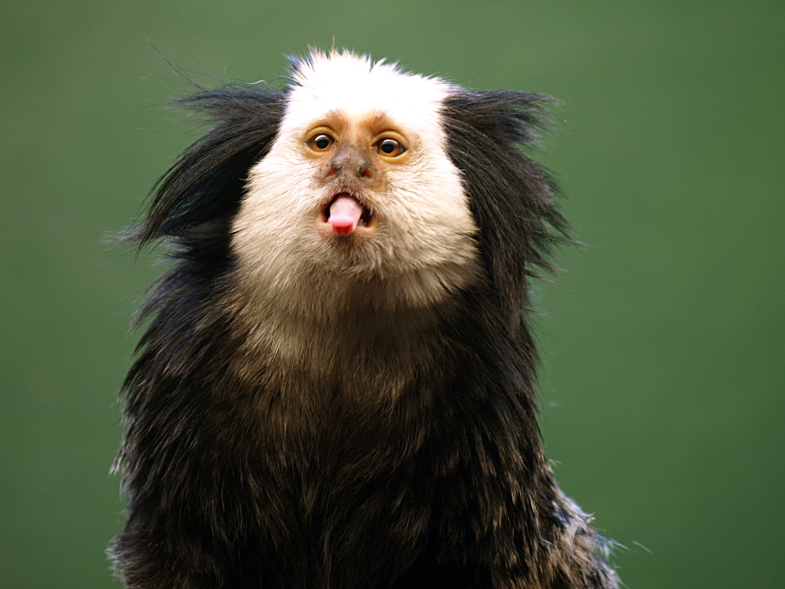Geoffroy's marmoset