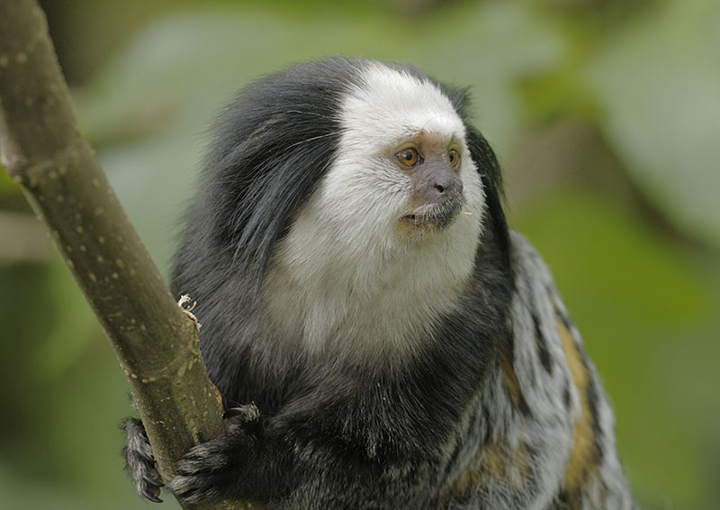Geoffroy's marmoset