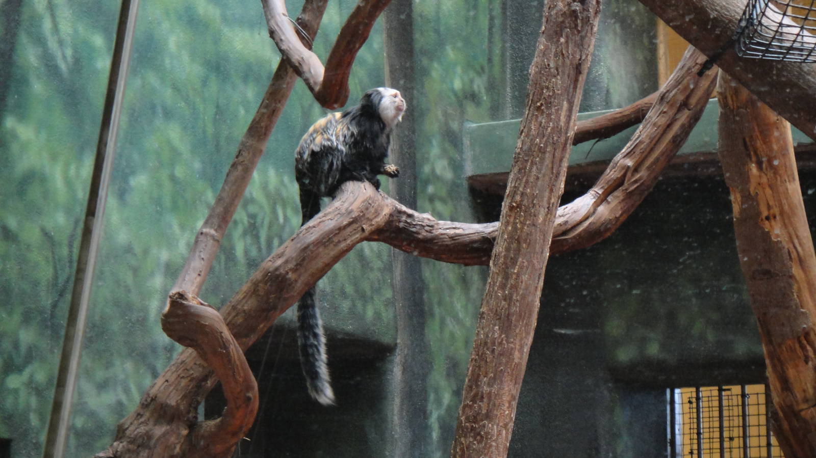 Geoffroy's marmoset
