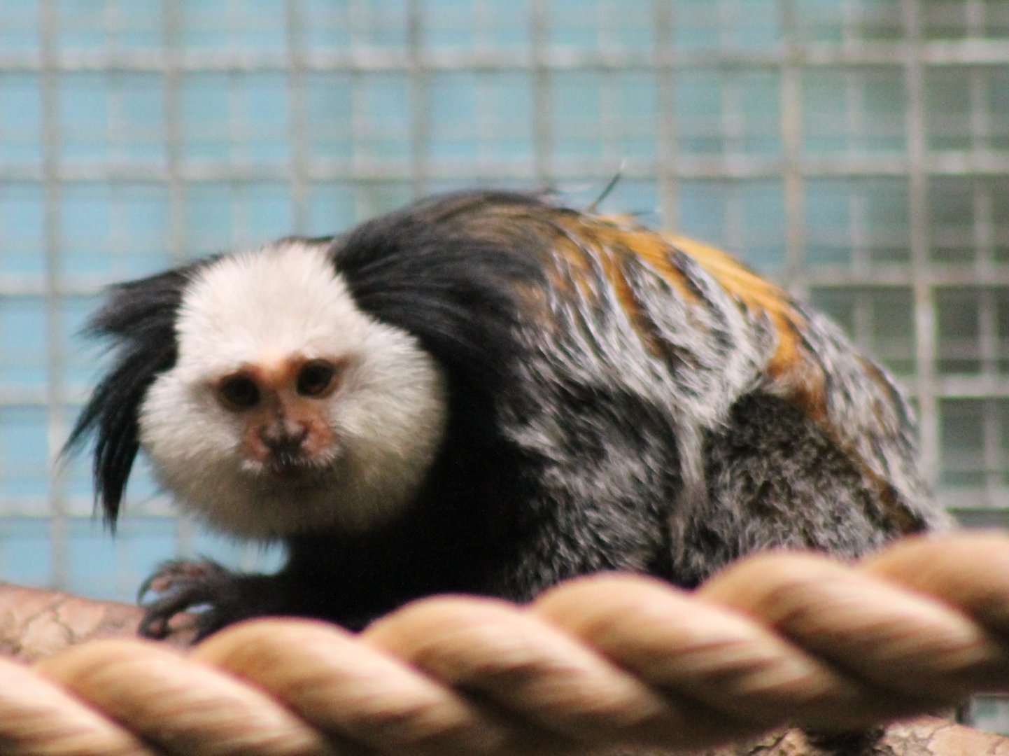 Geoffroy's marmoset