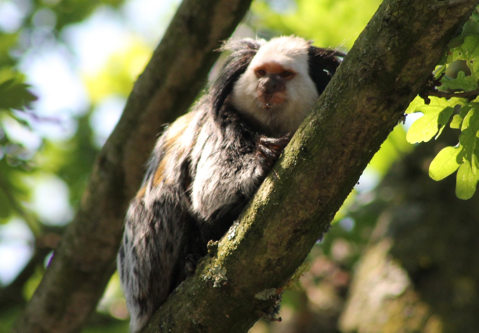 Geoffroy's marmoset