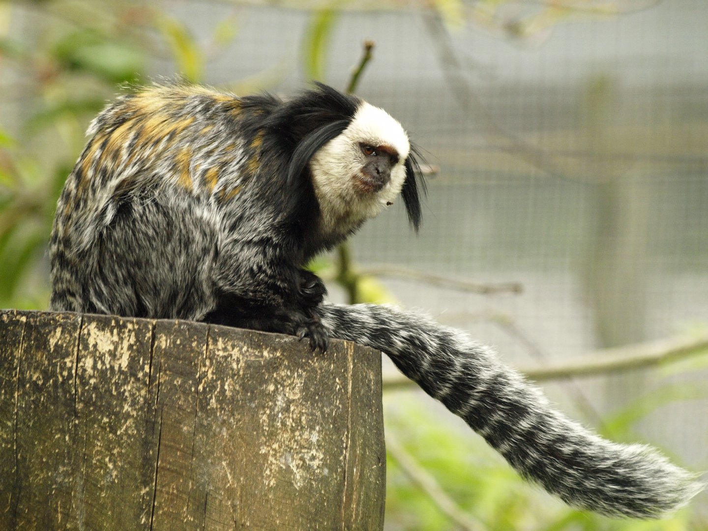 Geoffroy's marmoset
