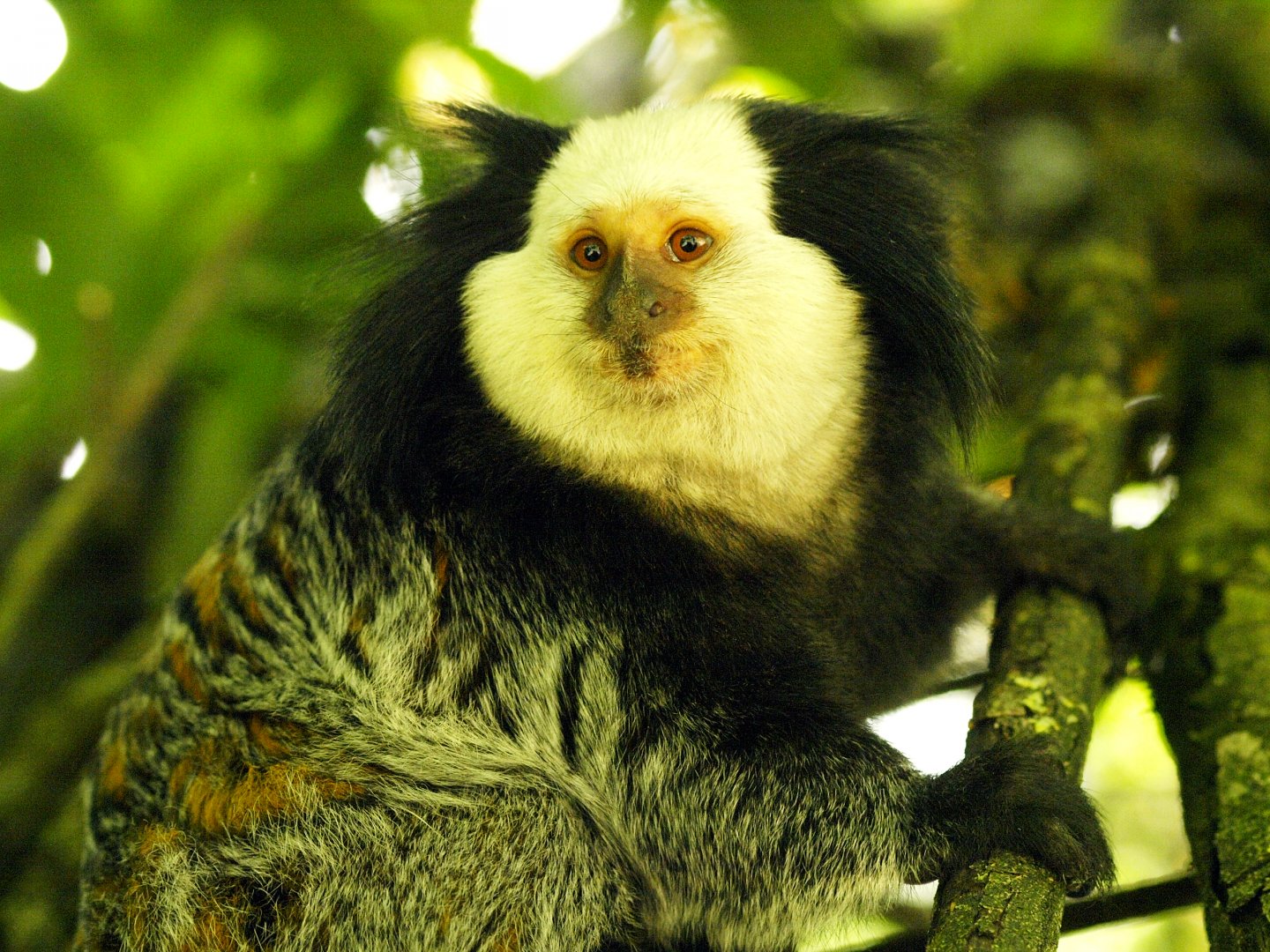 Geoffroy's marmoset