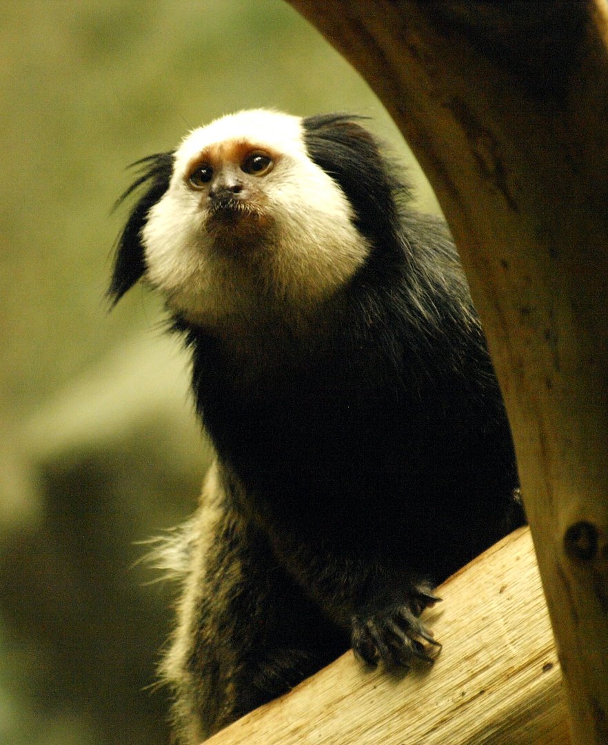 Geoffroy's marmoset