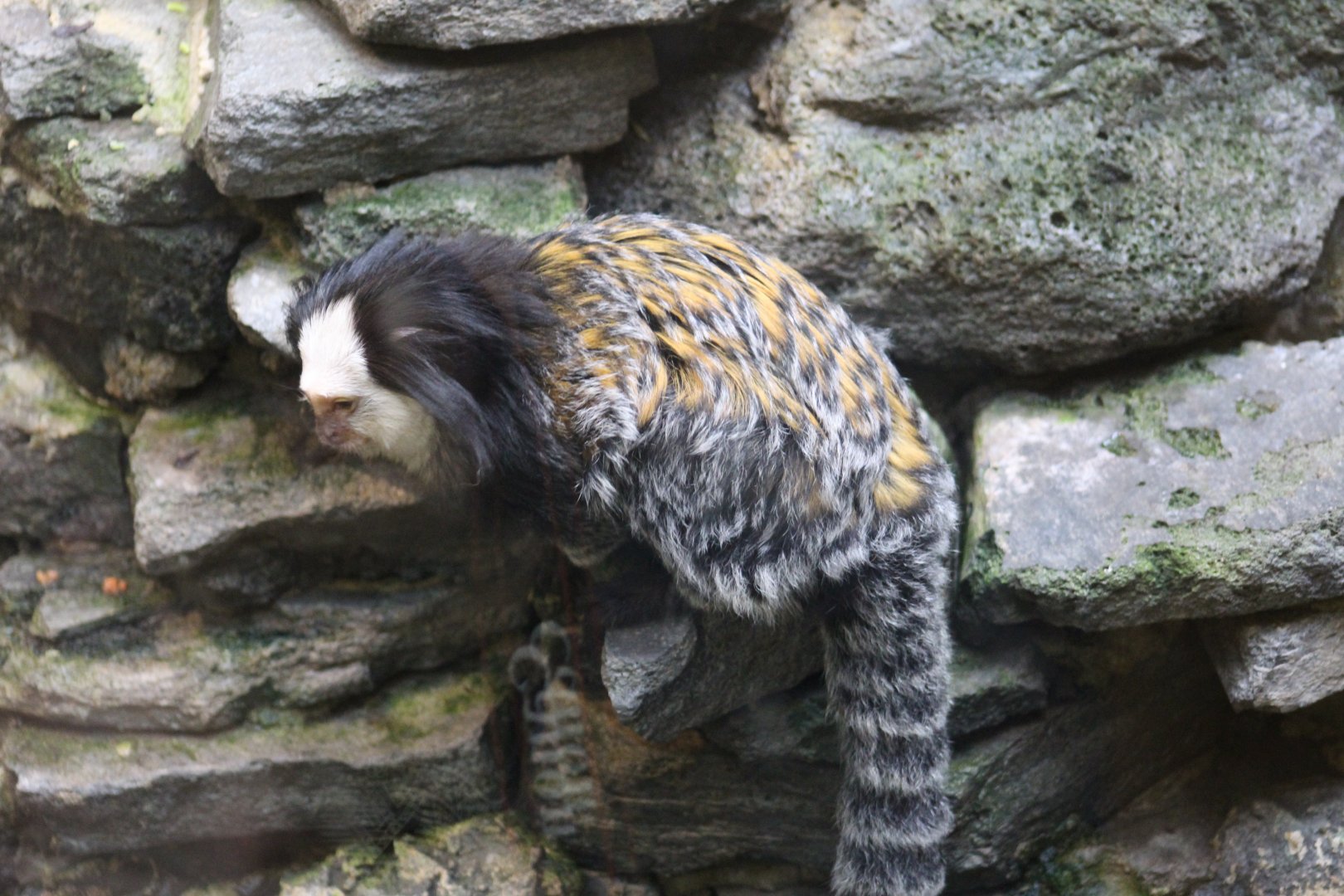 Geoffroy's Marmoset