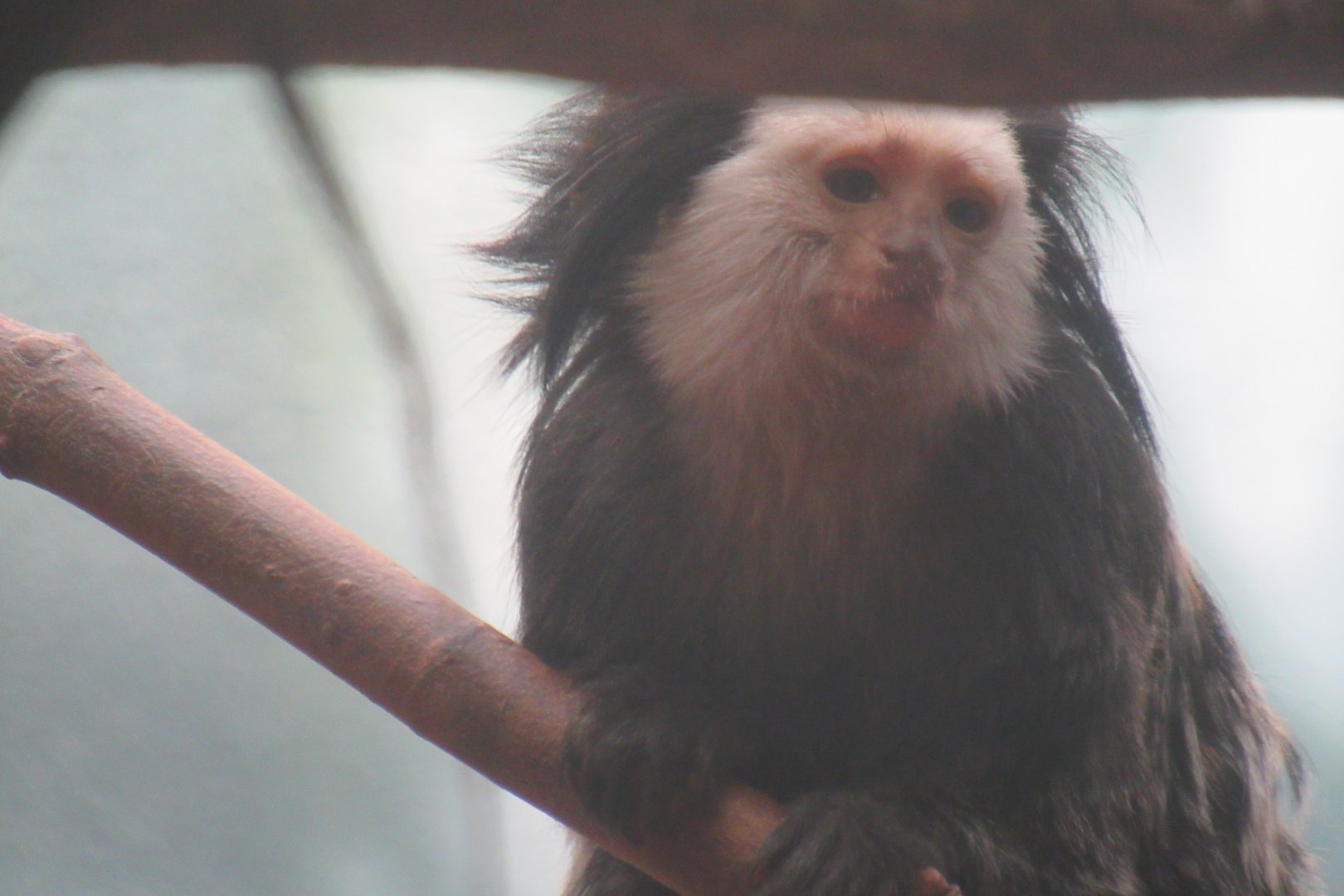 geoffroys marmoset
