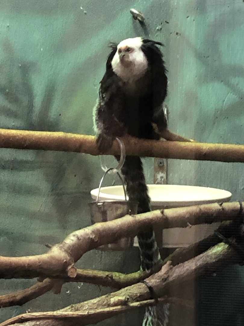 Geoffroy’s Marmoset