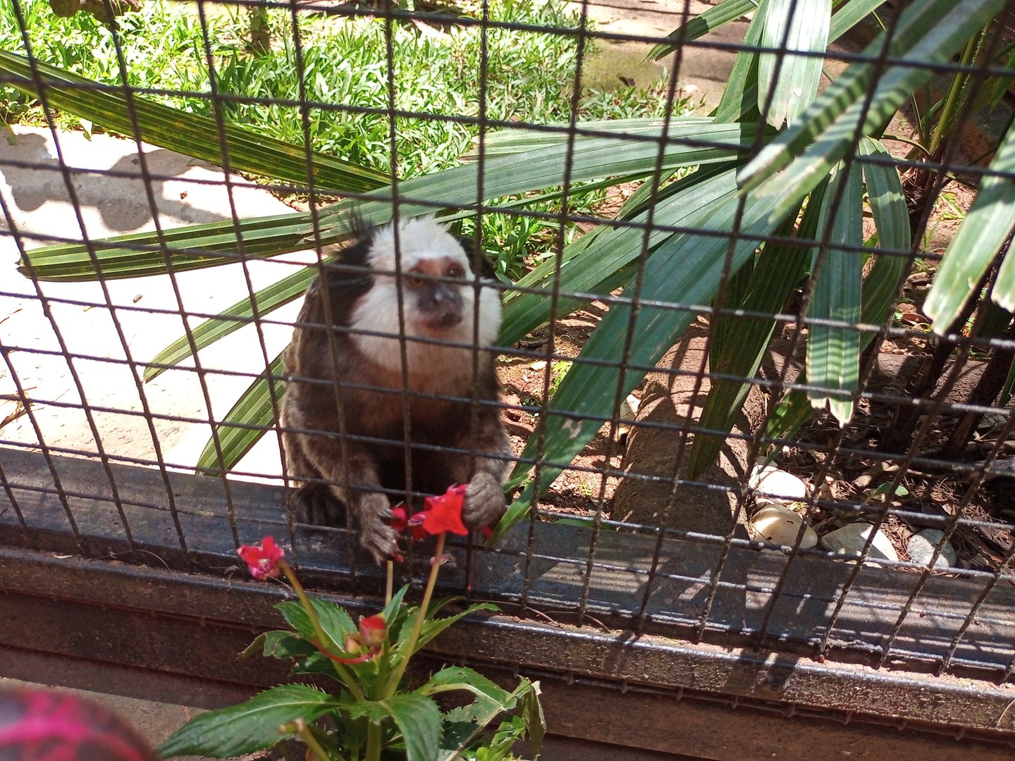 Geoffroys marmoset