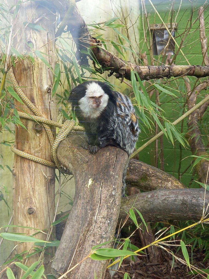Geoffroy's Marmoset