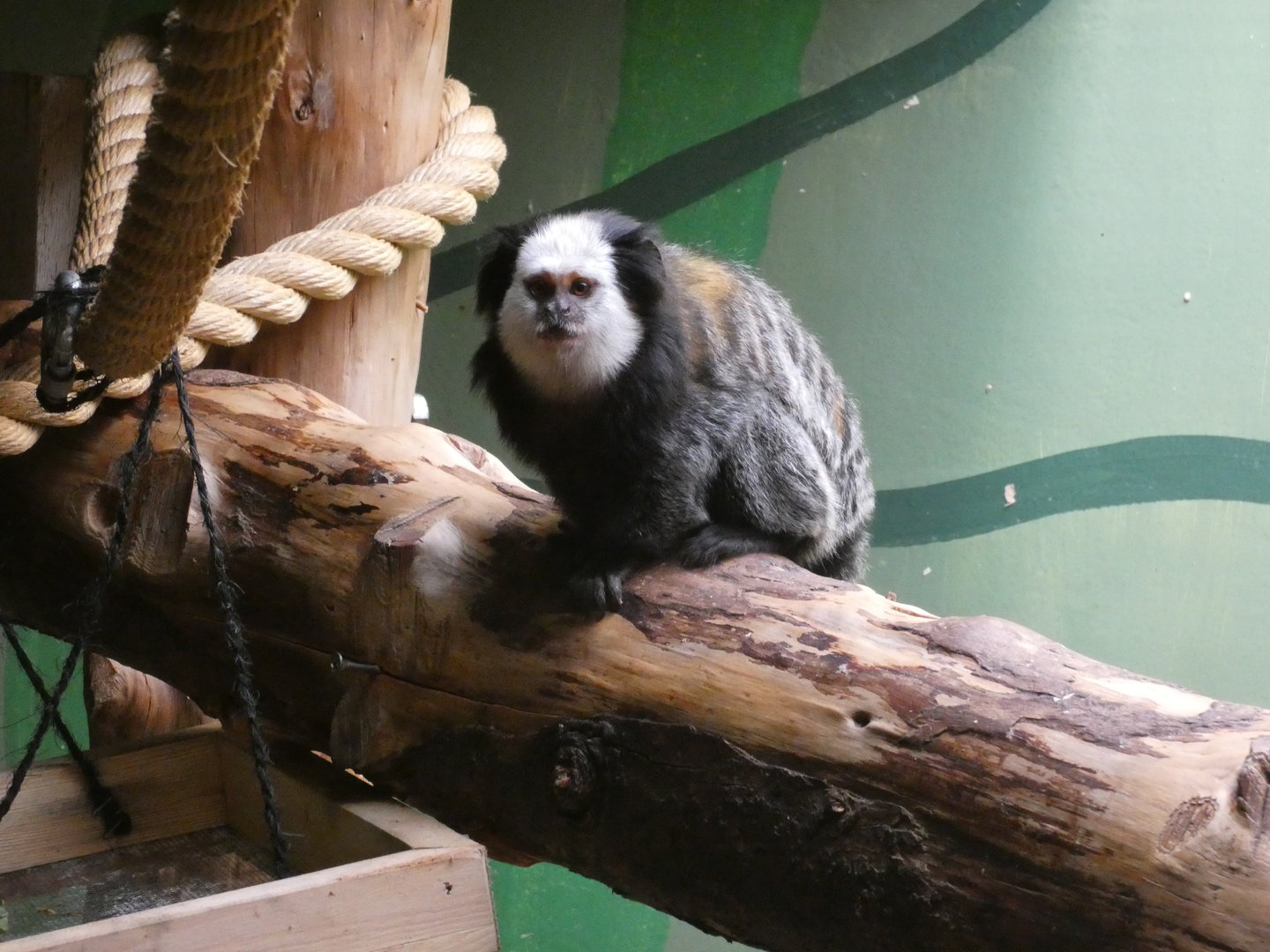 Geoffroy's marmoset