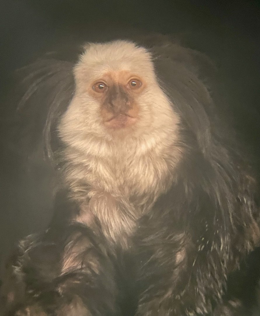 Geoffroy’s Marmoset