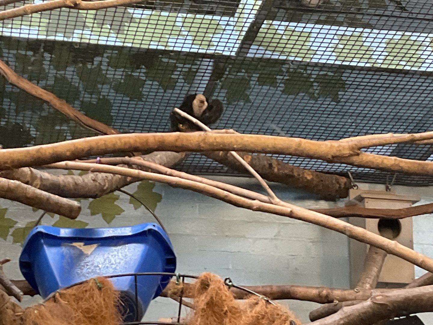 Geoffroy’s Marmoset