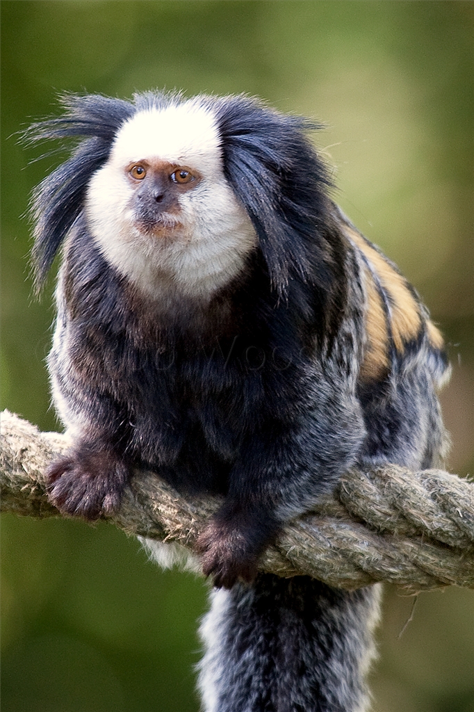 Geoffroys Marmoset