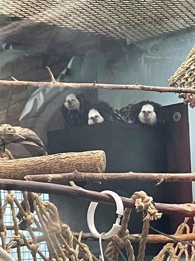 Geoffroy’s Marmosets (10/22/23)
