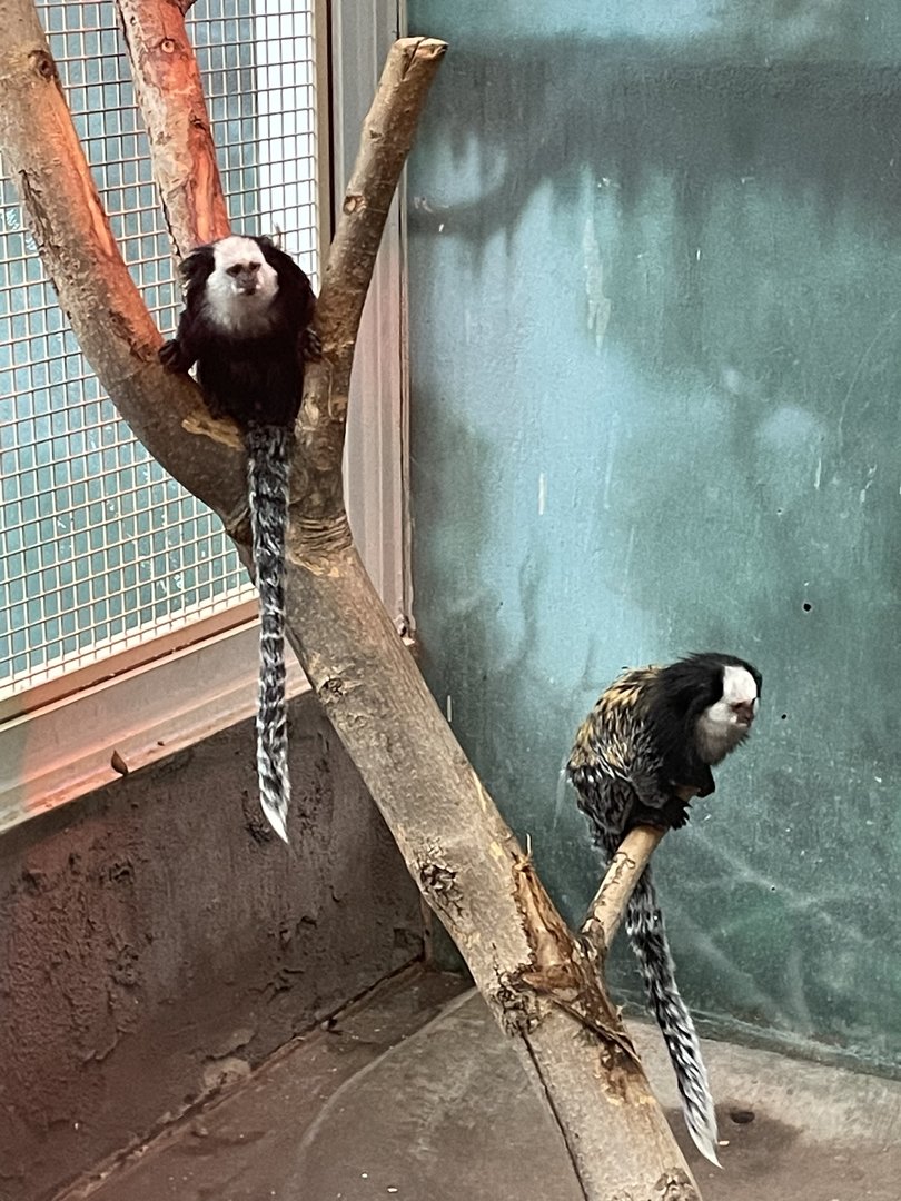Geoffroy’s Marmosets (3/12/23)