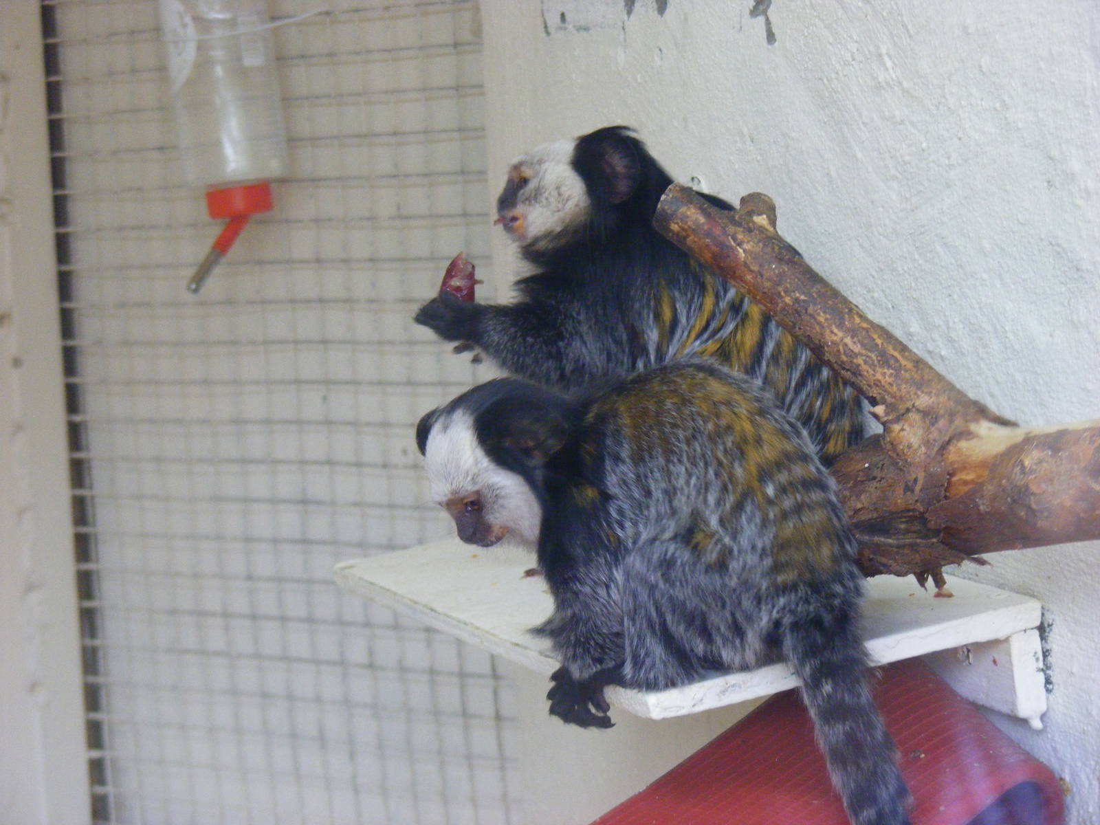 Geoffroy's marmosets at Tropical Wings, 13 September 2011