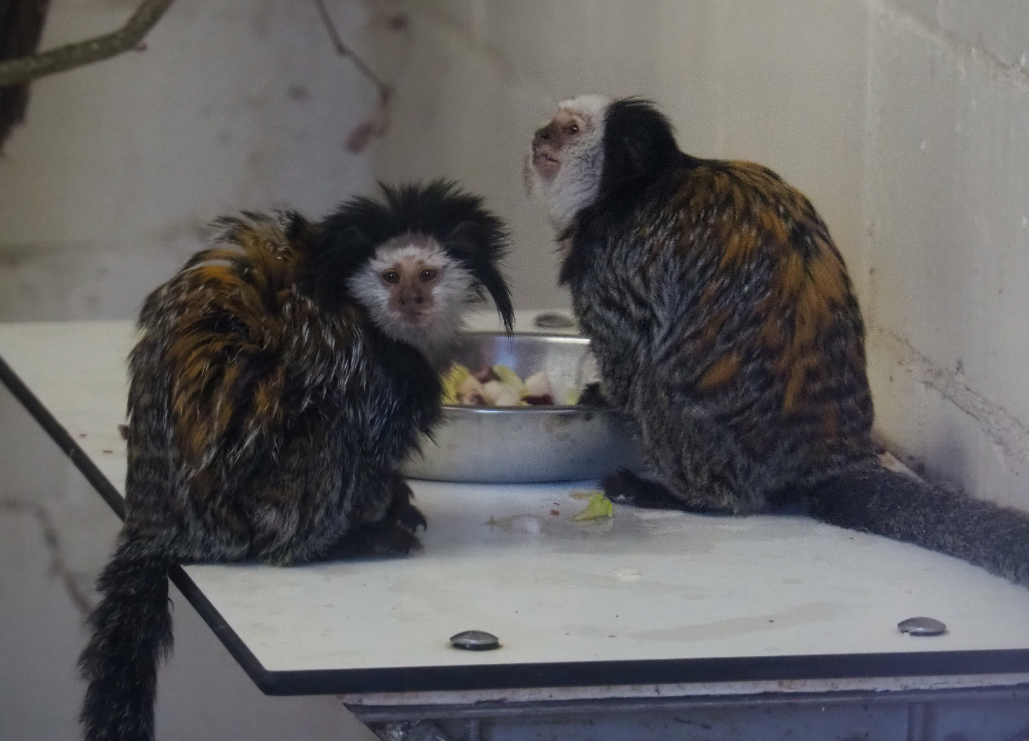 Geoffroy's marmosets (Callithrix geoffroyi), 2021-02-23