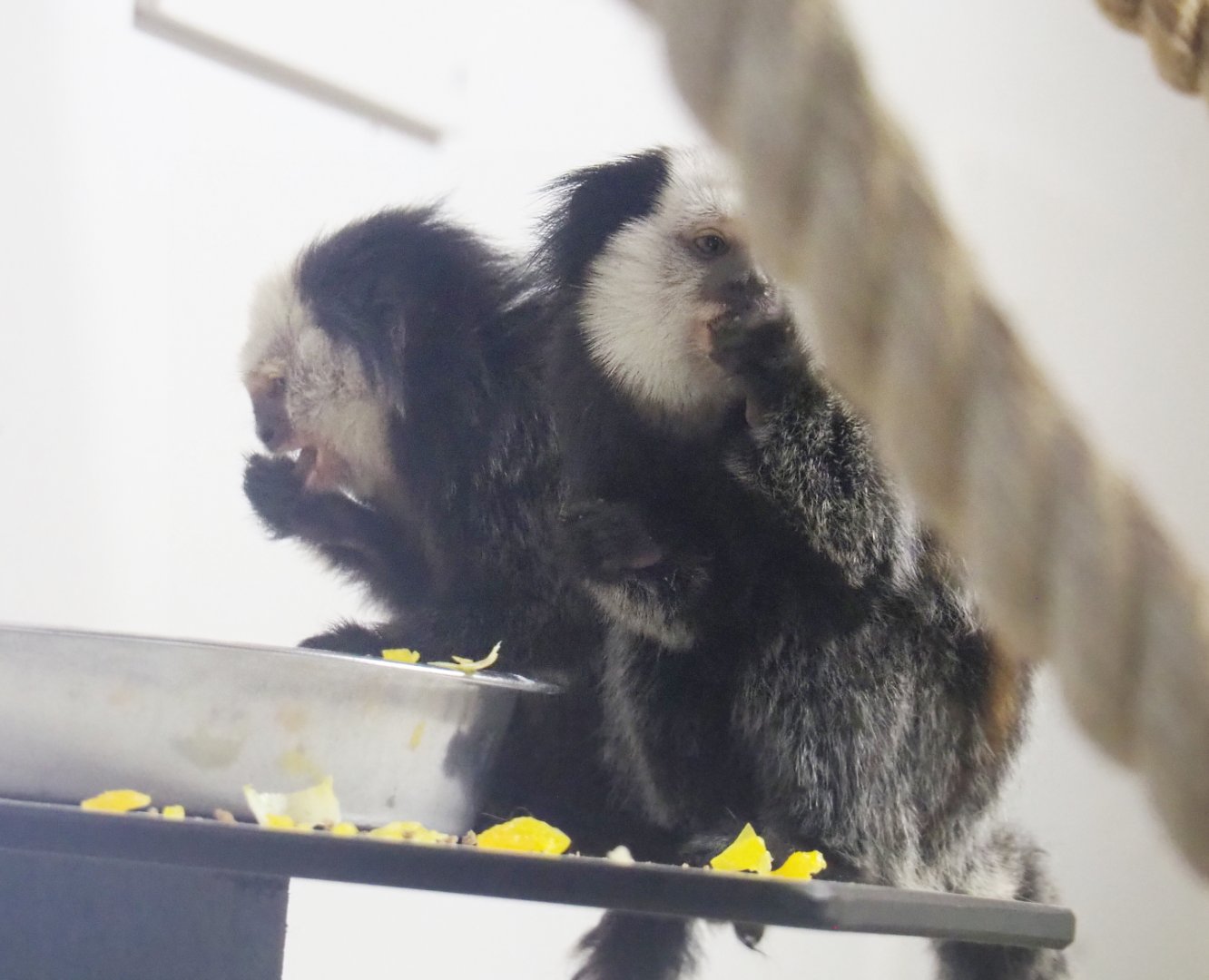 Geoffroy's marmosets (Callithrix geoffroyi), 2021-07-03