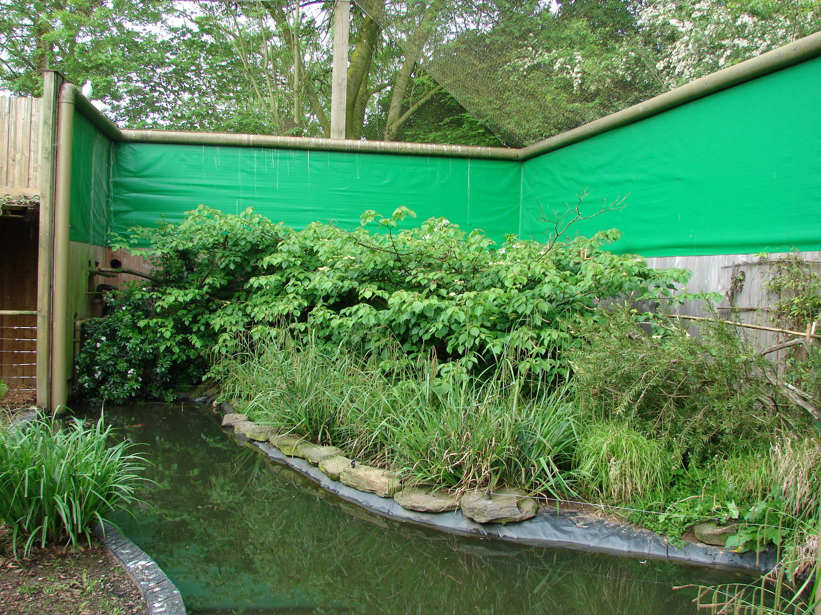 Geoffroy's marmosets island