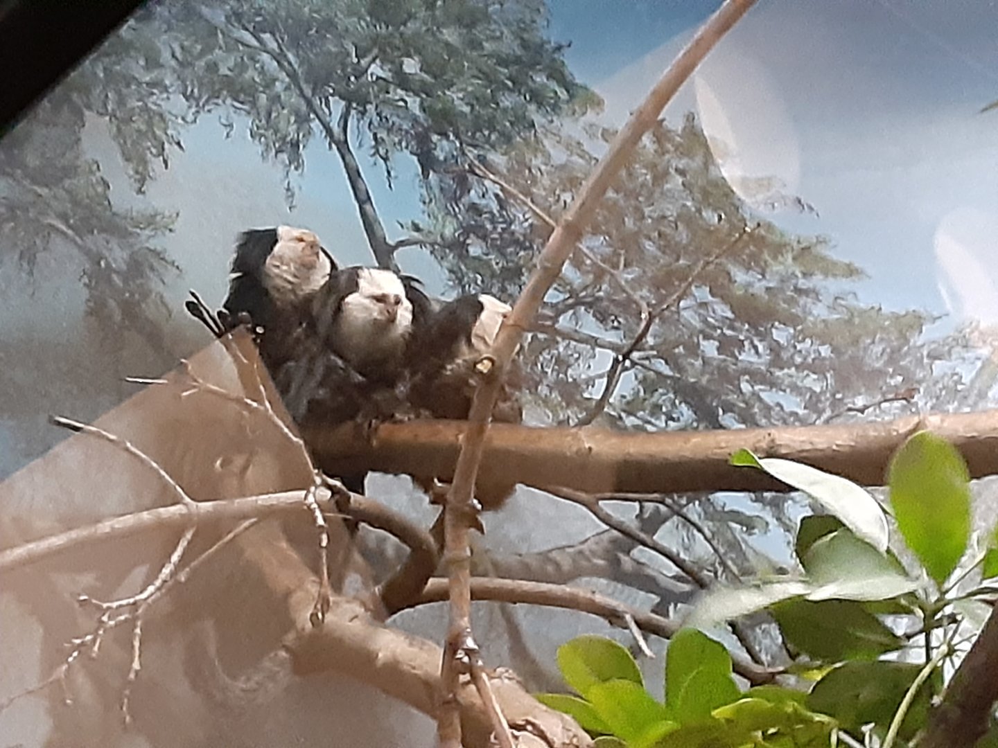 Geoffroy's Marmosets