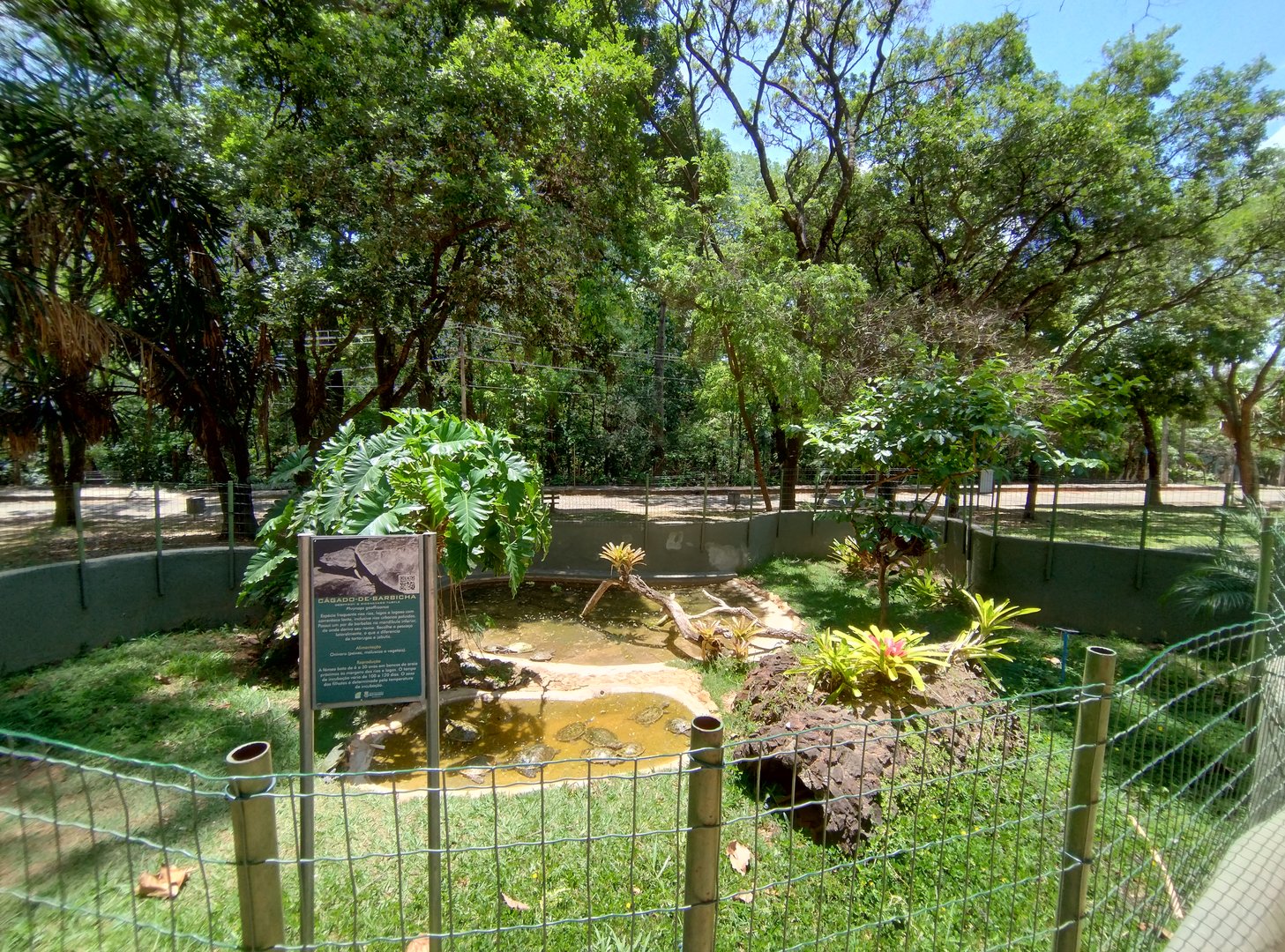Geoffroy's side-necked turtle exhibit  - Belo Horizonte zoo