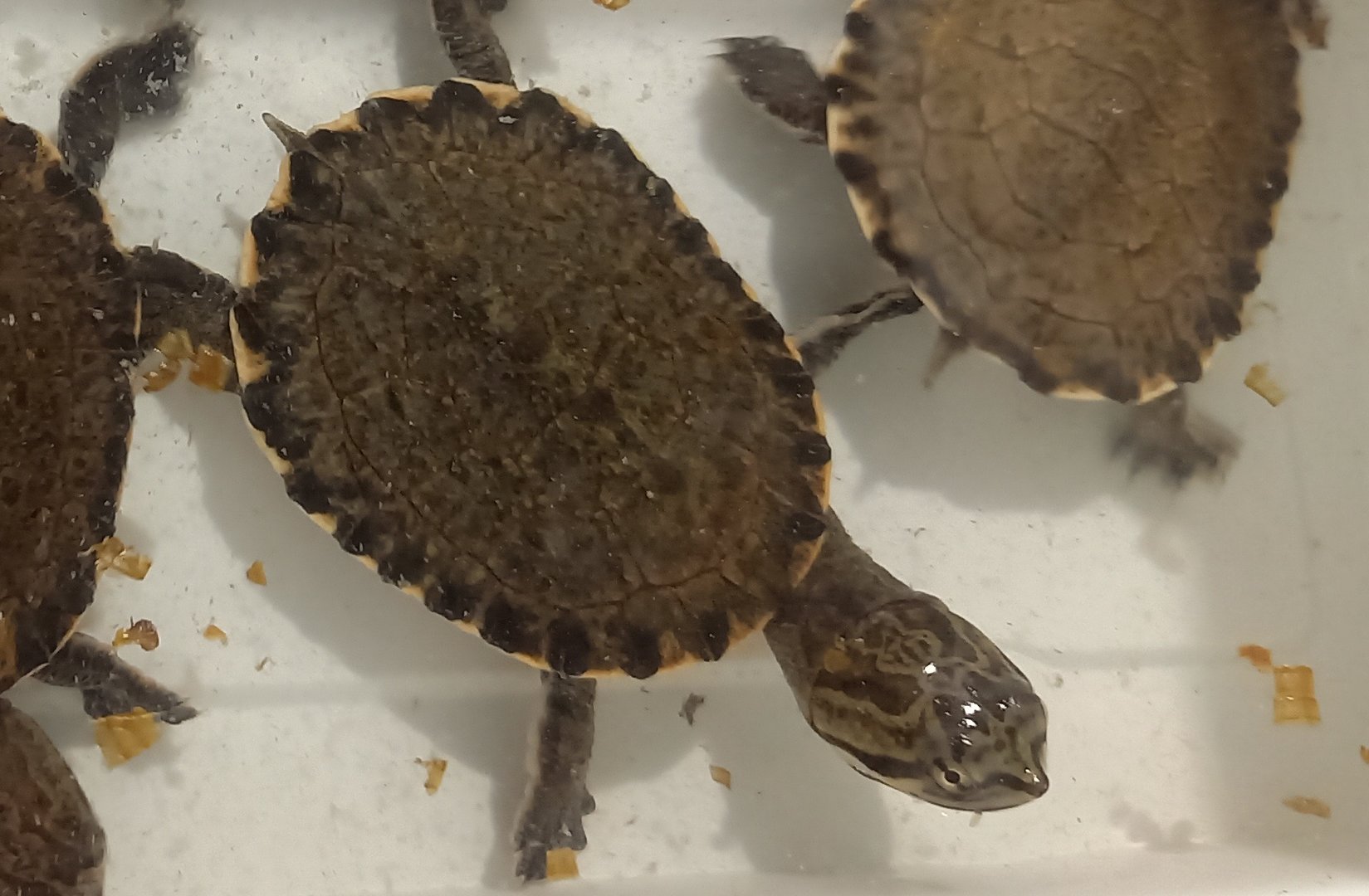 Geoffroy's side-necked turtle - Phrynops geoffranus - juvenile